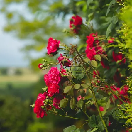 리조트 ,,pod Jeleniem