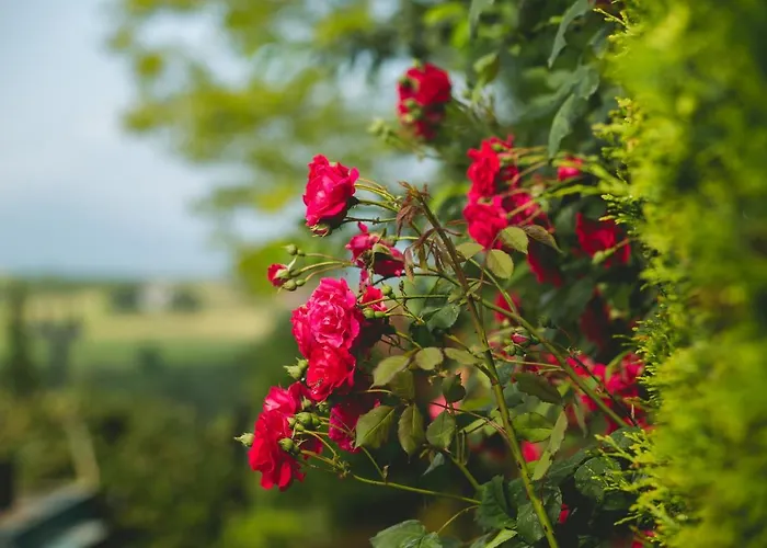 منتجع ,,pod Jeleniem